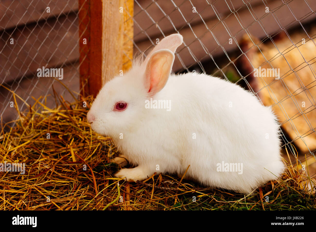 Albino baby rabbit in the cage selective focus Stock Photo