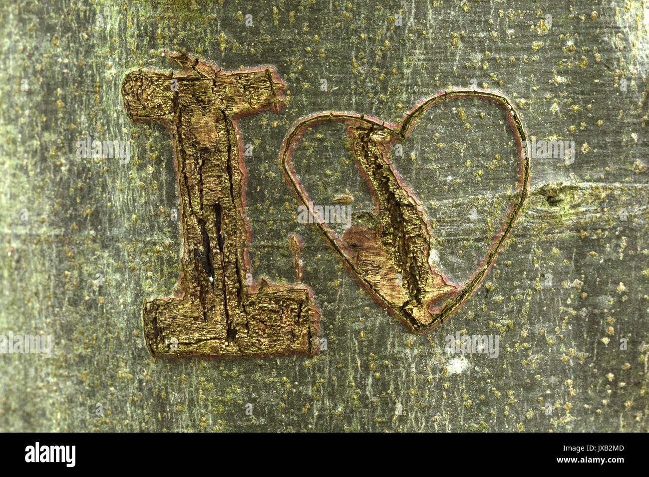 Graffiti carved in to the bark of a tree with the letter 'I' and a heart. Stock Photo