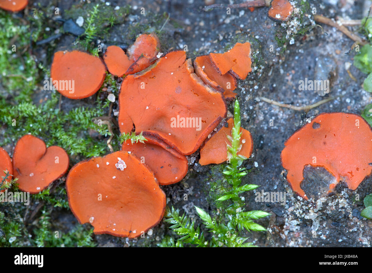 Scutellinia sp. fungus, close up shot, local focus Stock Photo