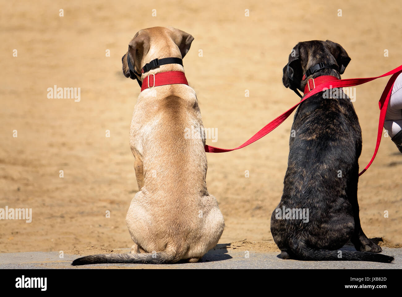 Two dogs on a leash sitting calmly on the pavement next to their owner Stock Photo