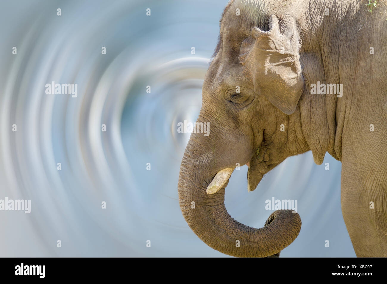 Image of the head of a large animal elephant in the zoo Stock Photo