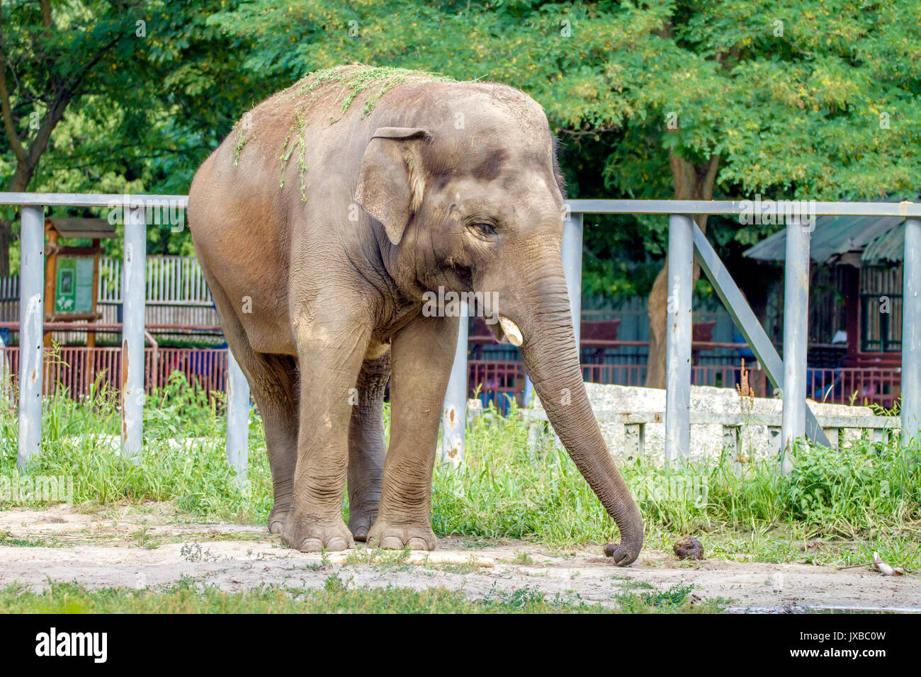 And the image of a large elephant walks in the enclosure of the zoo