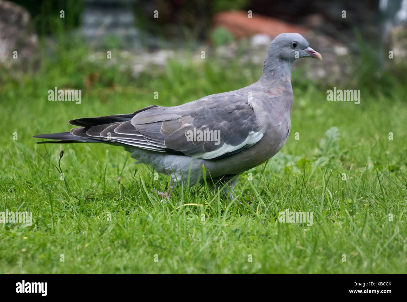 Juvenile Wood Pigeon High Resolution Stock Photography And Images Alamy Juvenile Wood Pigeon High Resolution Stock Photography And Images Alamy