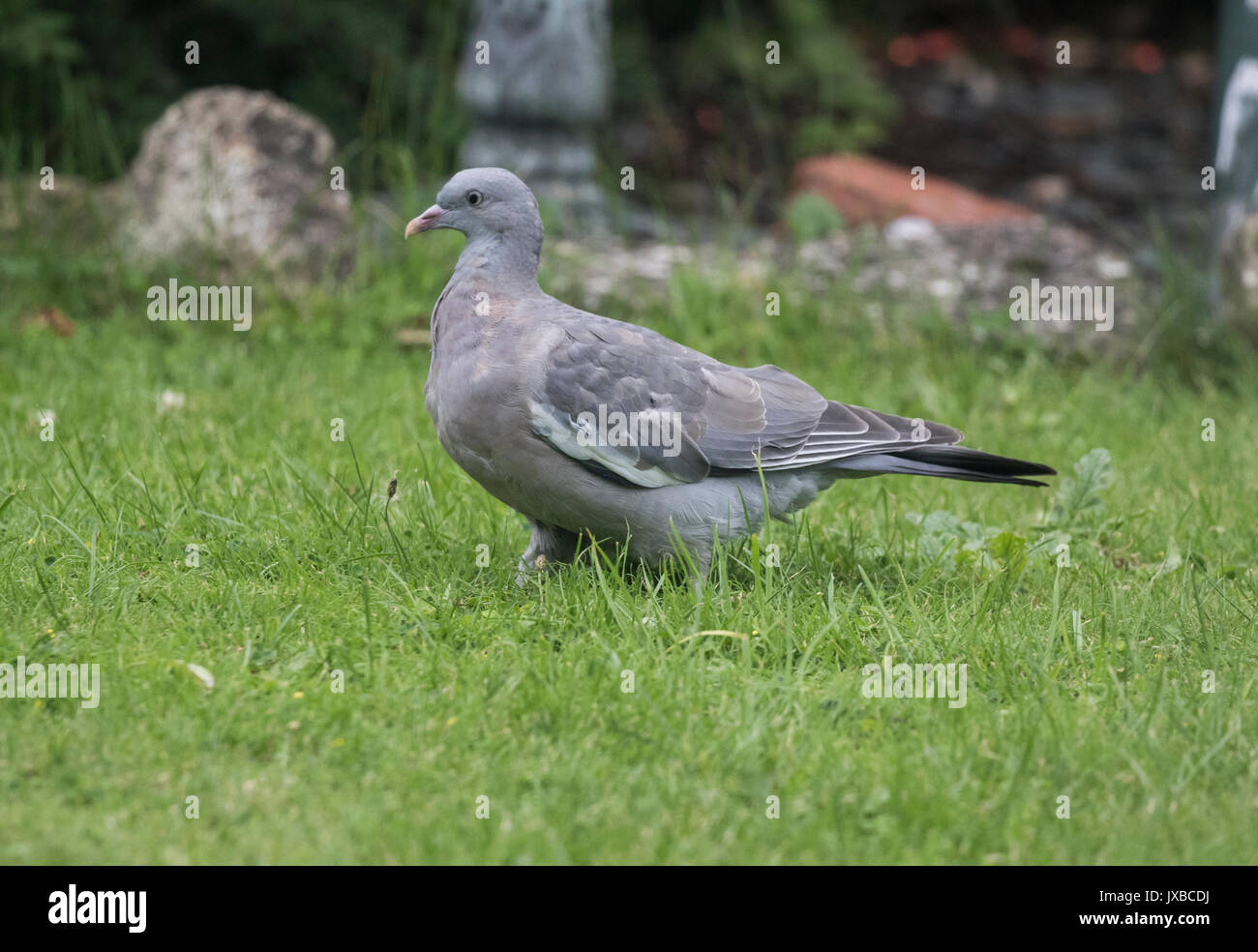 Juvenile Wood Pigeon Columba palumbus Stock Photo Alamy