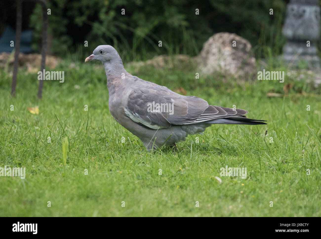 Young Wood Pigeon High Resolution Stock Photography And Images Alamy Young Wood Pigeon High Resolution Stock Photography And Images Alamy