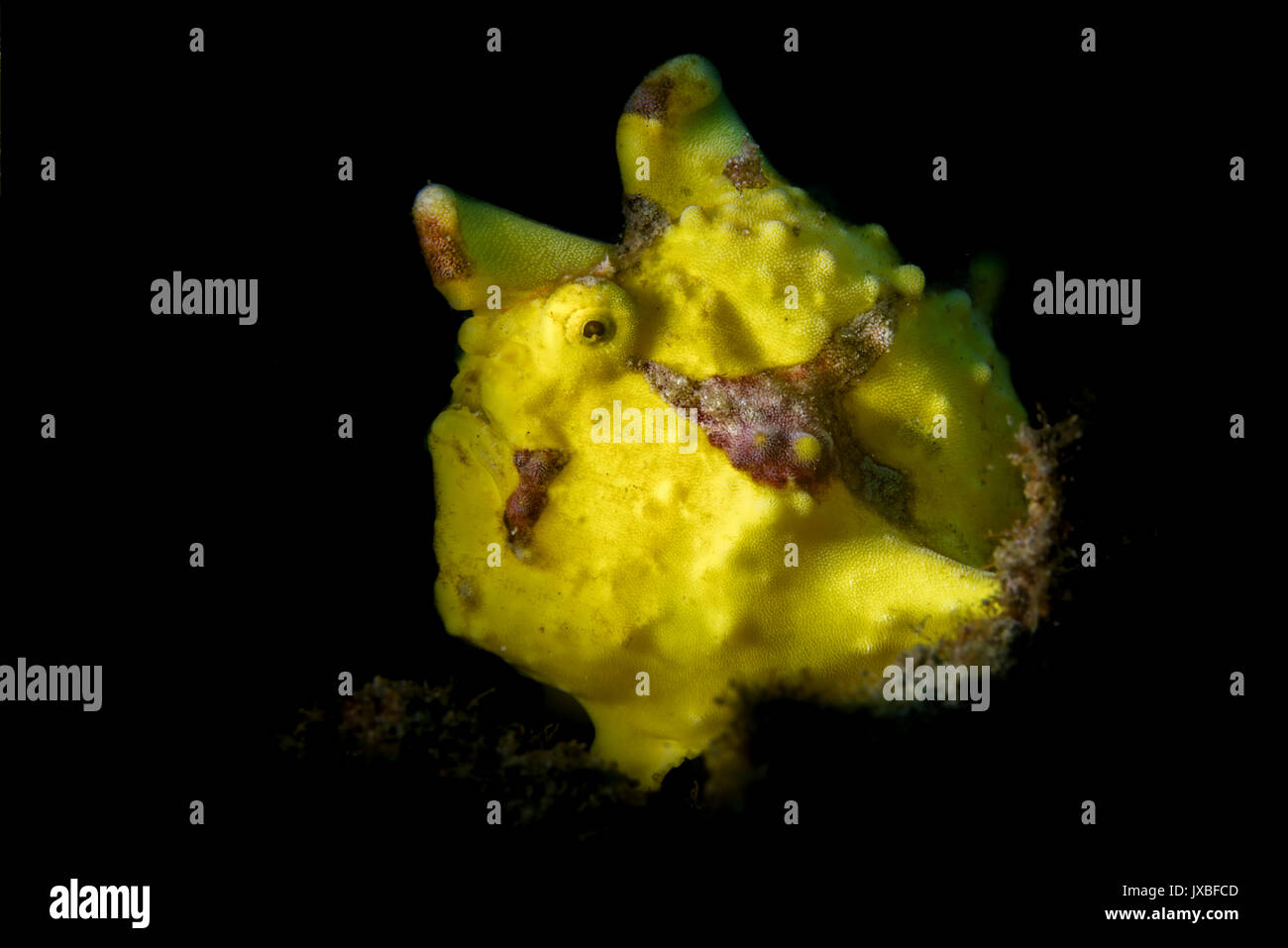 Warty Frogfish (Antennarius maculatus) in the Lembeh Strait Stock Photo