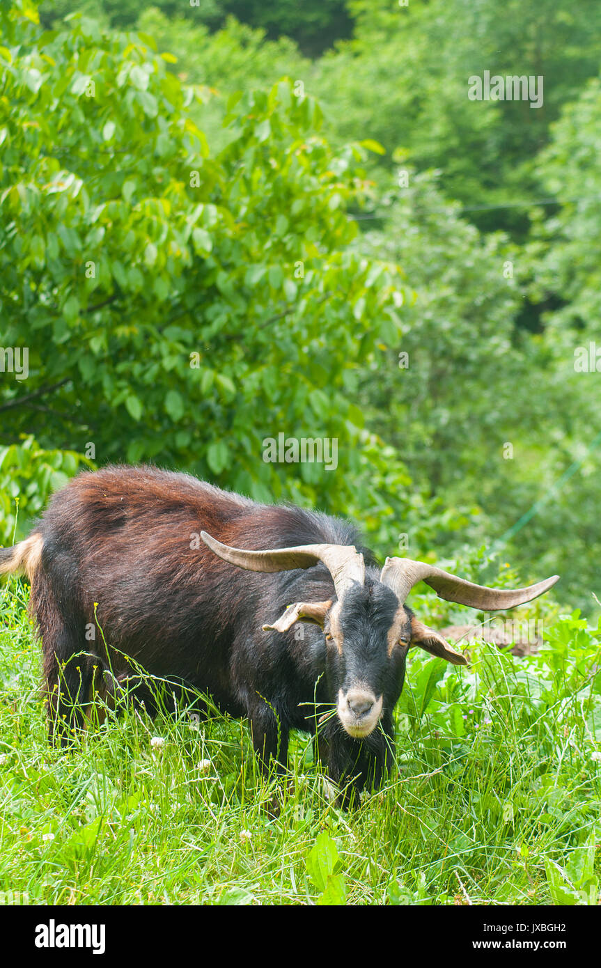 Billygoat grazing Stock Photo Alamy