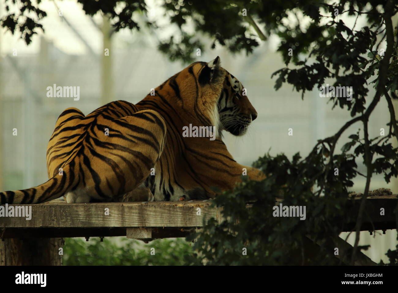 Yorkshire wildlife park tiger hi-res stock photography and images - Alamy