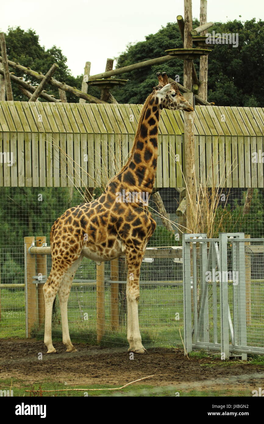 Giraffe,Yorkshire wildlife park Stock Photo