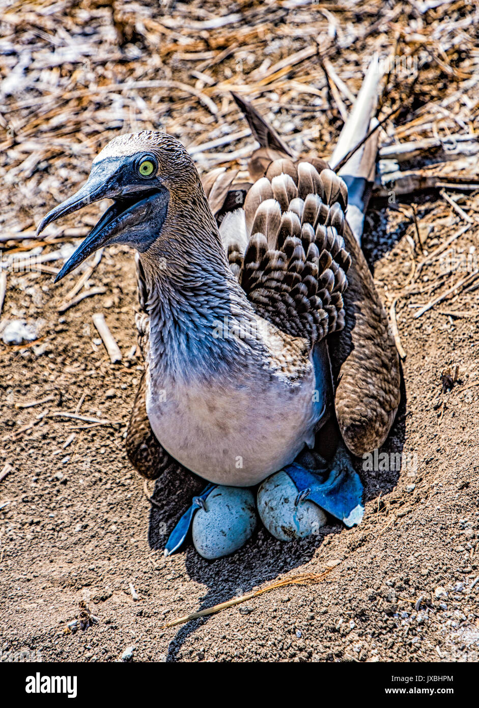 Blue Footed Booby Sitting In Nest On Eggs Stock Photo Alamy Blue Footed Booby Sitting In Nest On Eggs Stock Photo Alamy