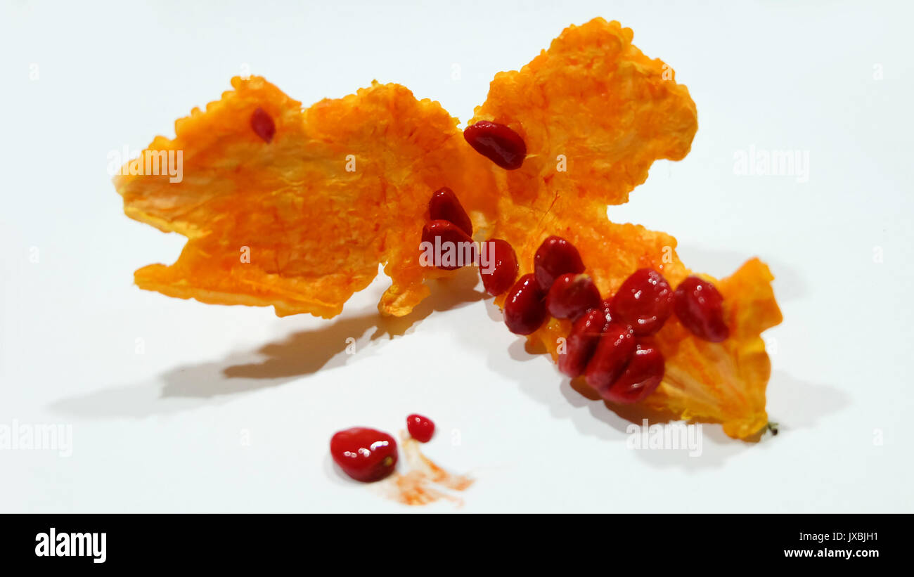 A cracked yellow bitter gourd with the red seeds inside exposed Stock