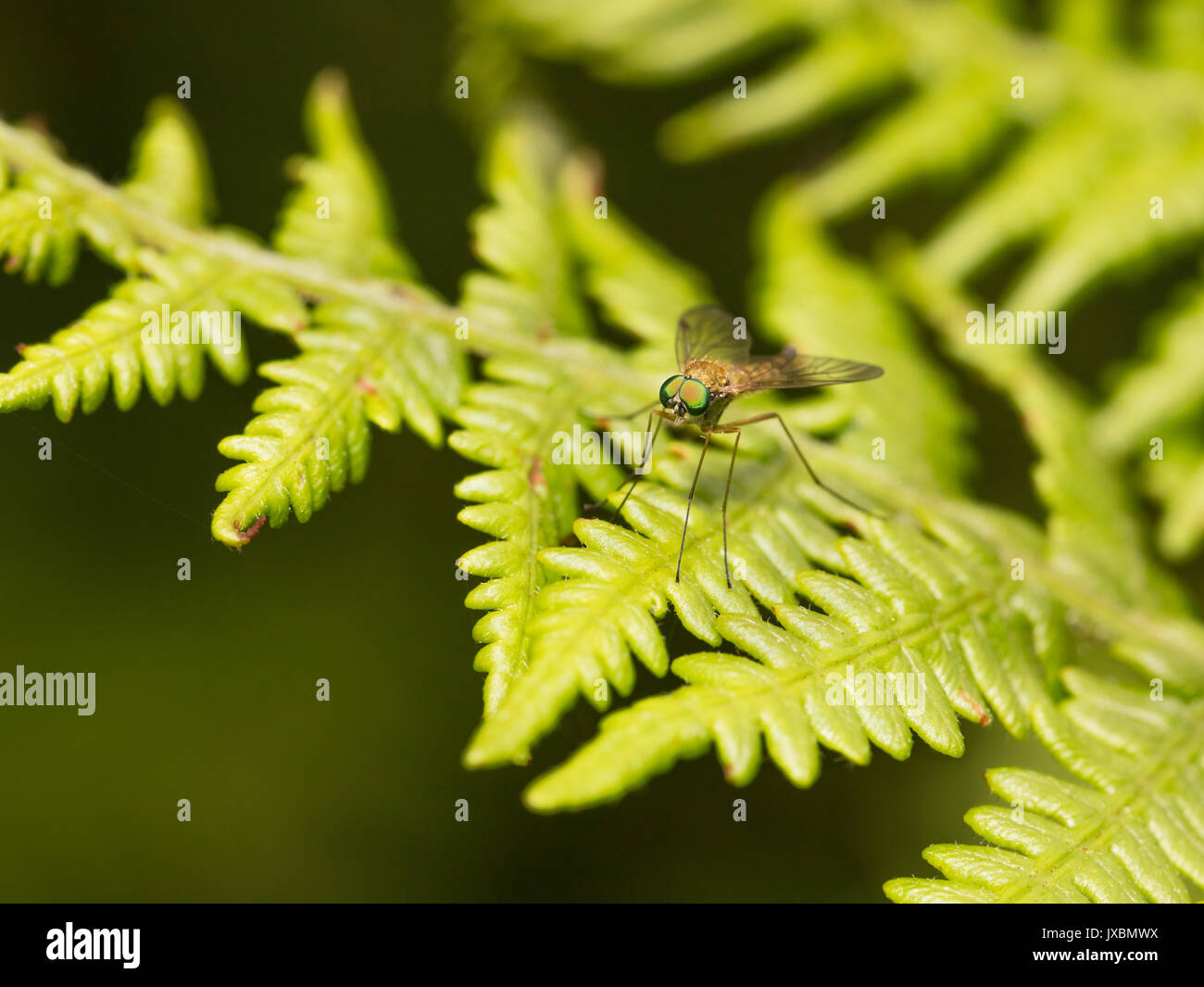 Little Snipefly (Chrysopilus asiliformis) settled on a fern leaf in Devon Stock Photo