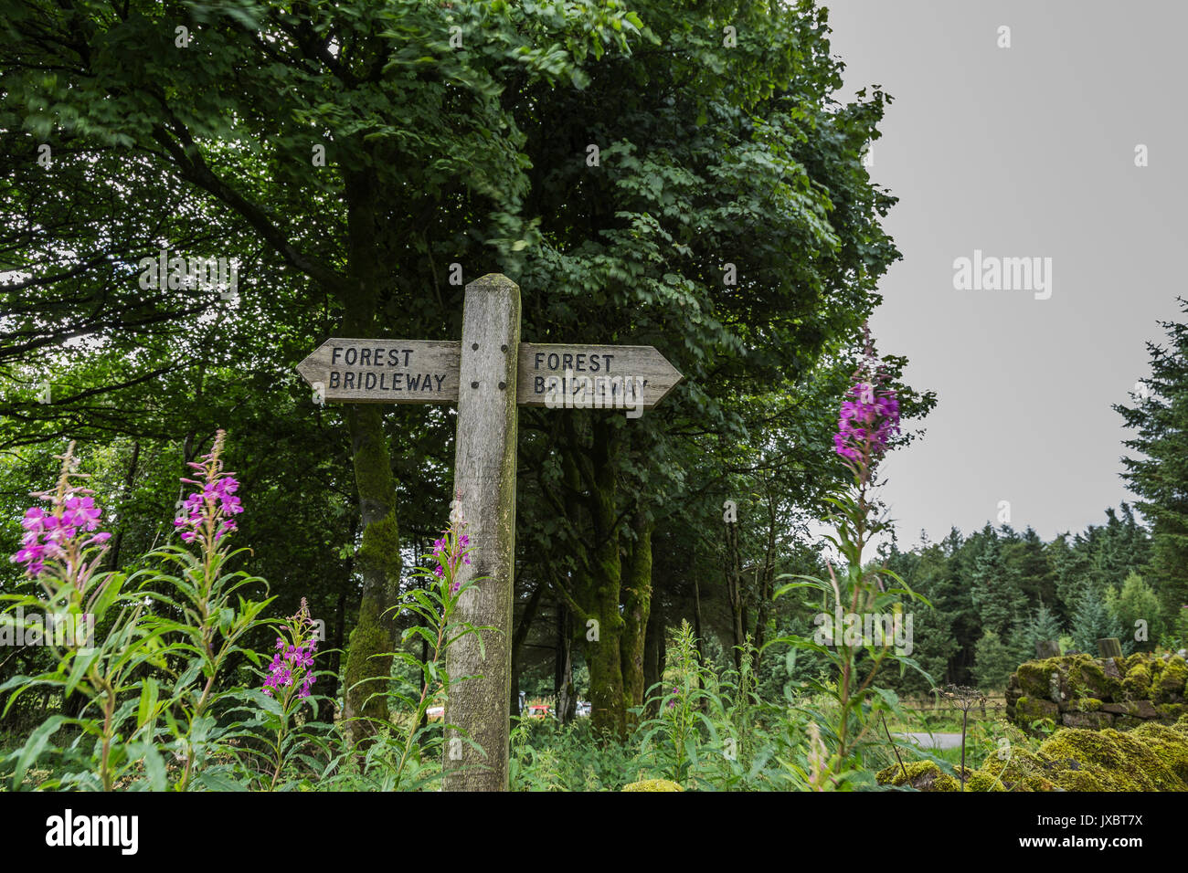 Wooden Sign near Standing Stone Car Park in Macclesfield Forest with