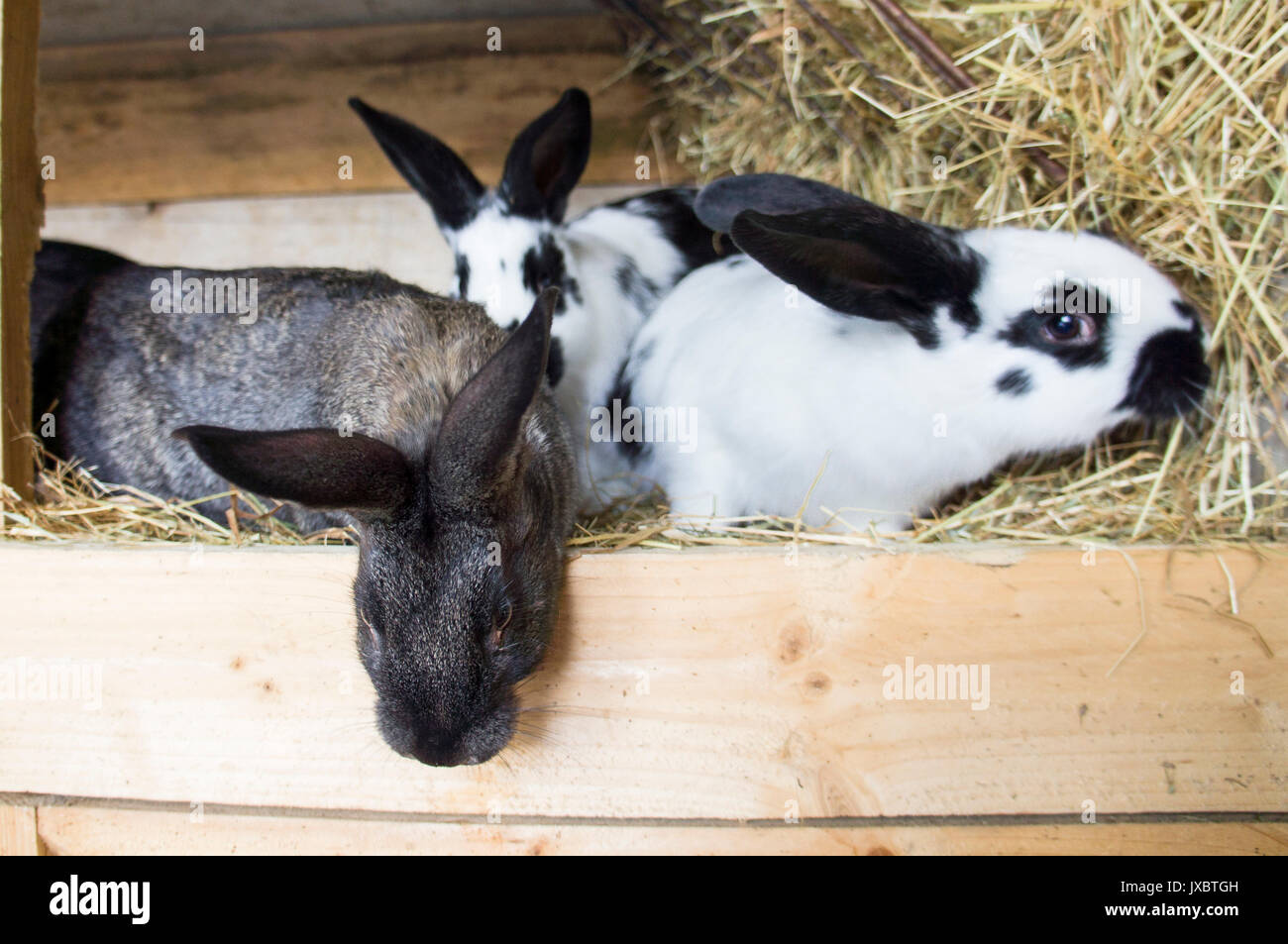 domestic rabbit, straw bedding in hutch Stock Photo Alamy