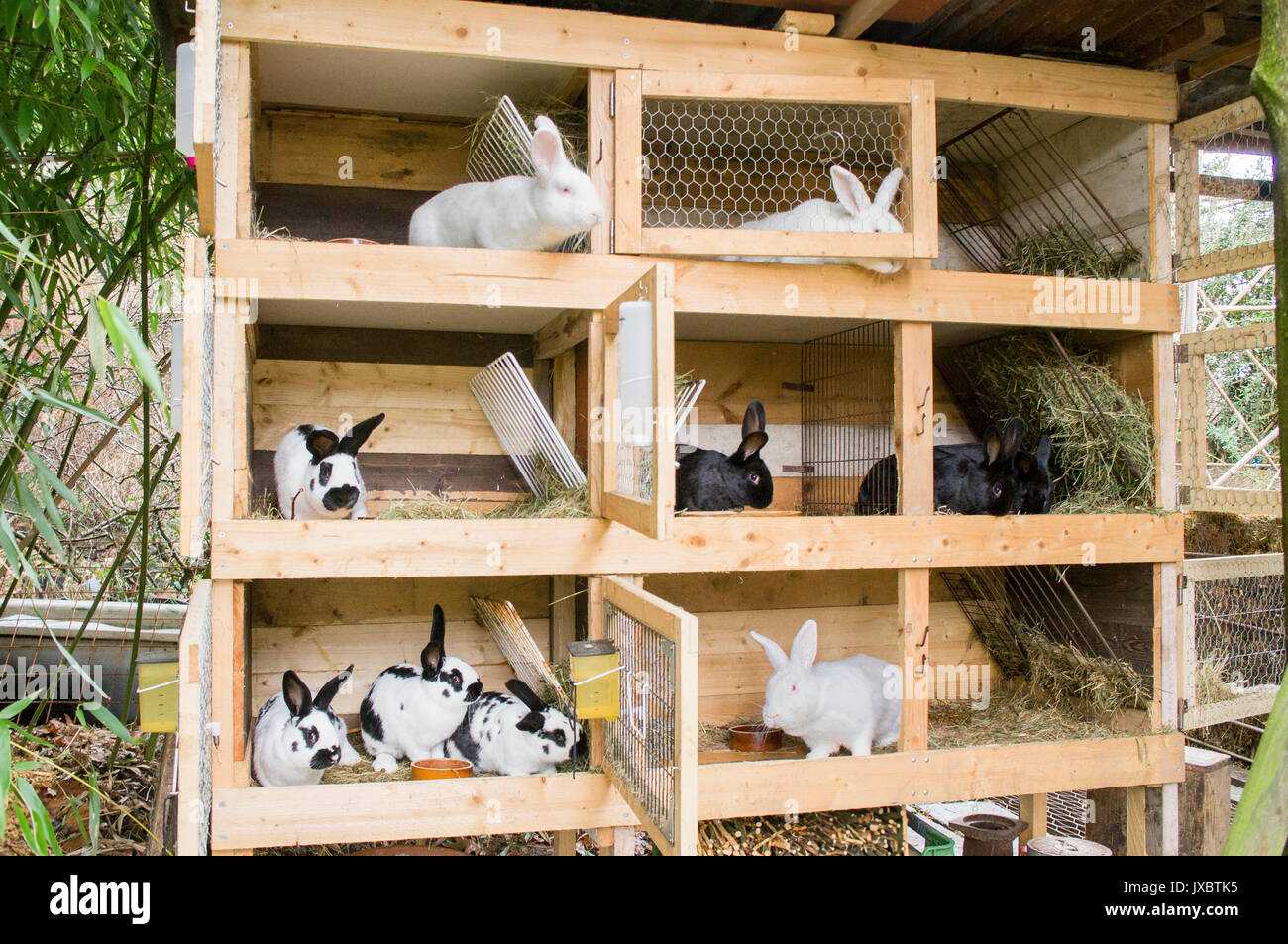 Straw Bedding For Rabbits: The Key Facts