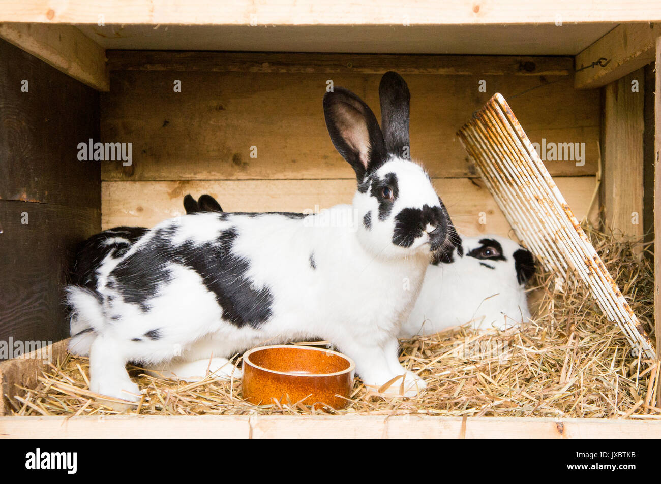 https://c8.alamy.com/comp/JXBTKB/domestic-rabbit-straw-bedding-in-hutch-JXBTKB.jpg