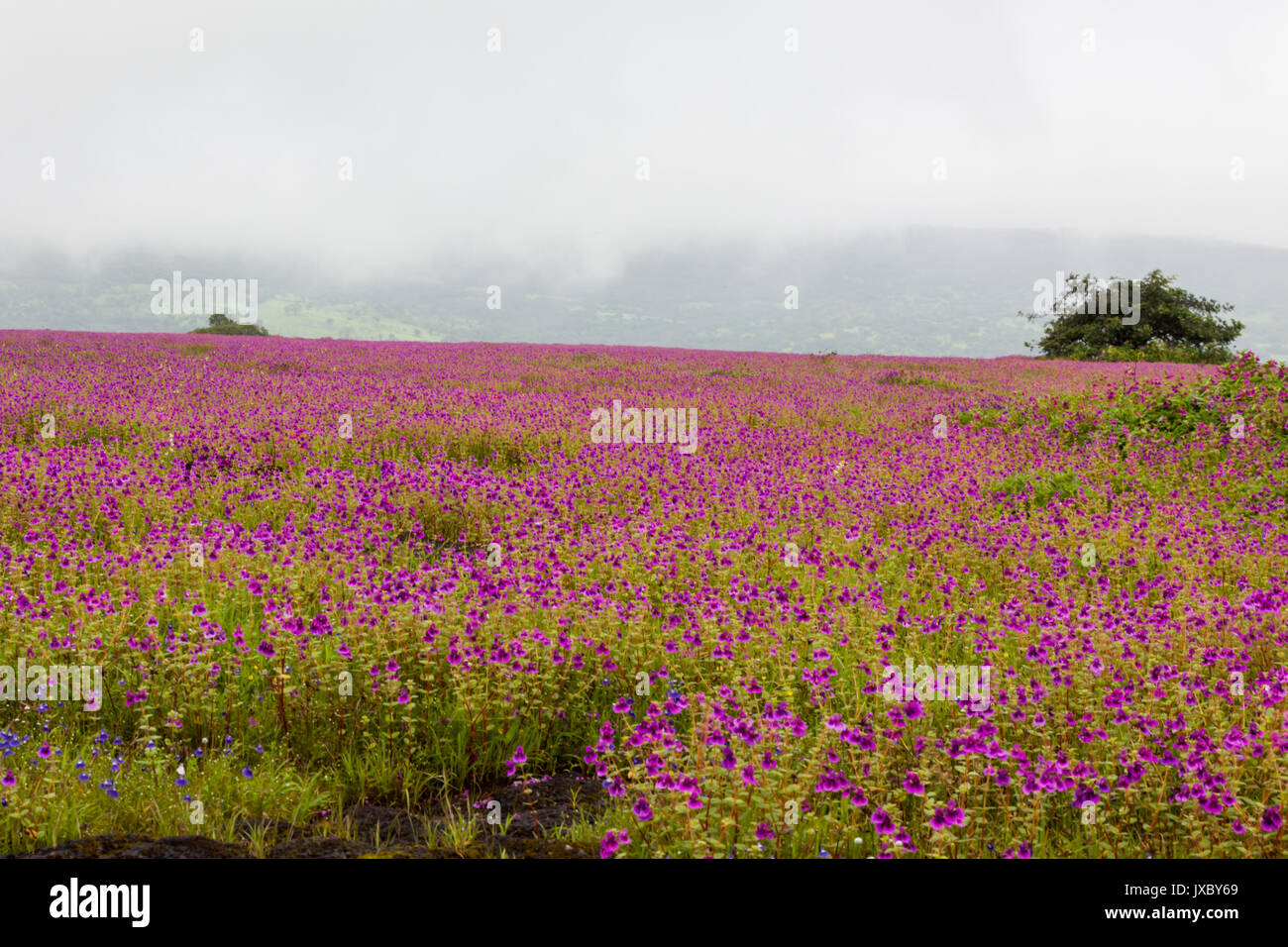 Kaas plateau india flowers hi-res stock photography and images - Alamy