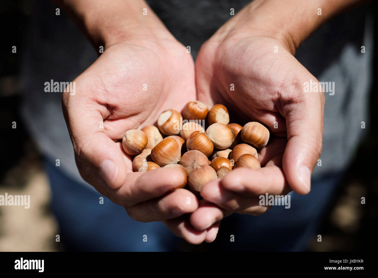 closeup of a young caucasian man with a pile of hazelnuts in his hands during the harvesting of this fruit in Spain Stock Photo