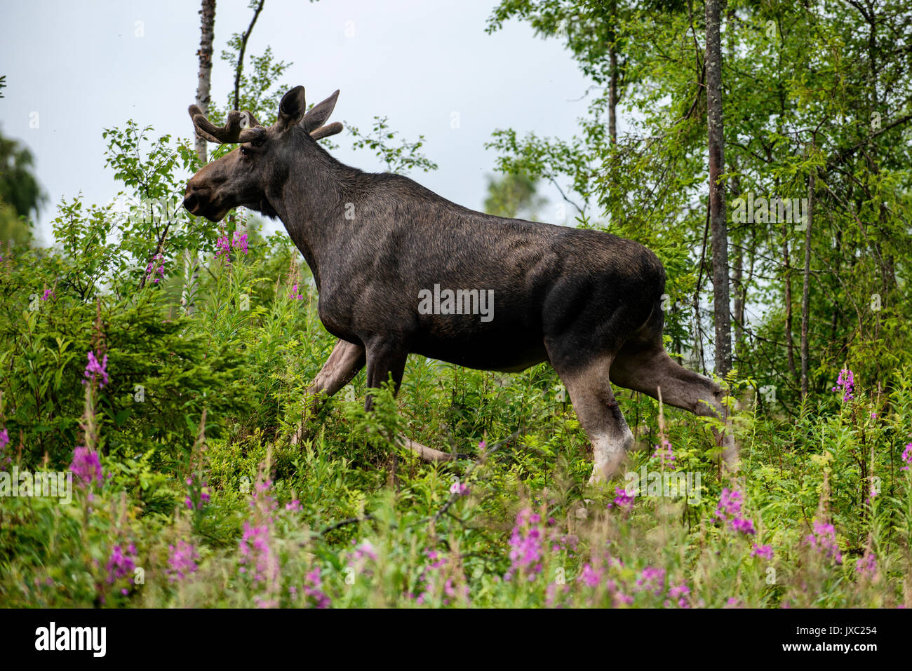 Largest deer in north america hires stock photography and images Alamy
