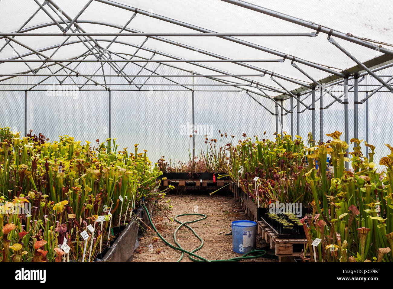 Picture of Carnivorous Plant Greenhouses Stock Photo - Alamy