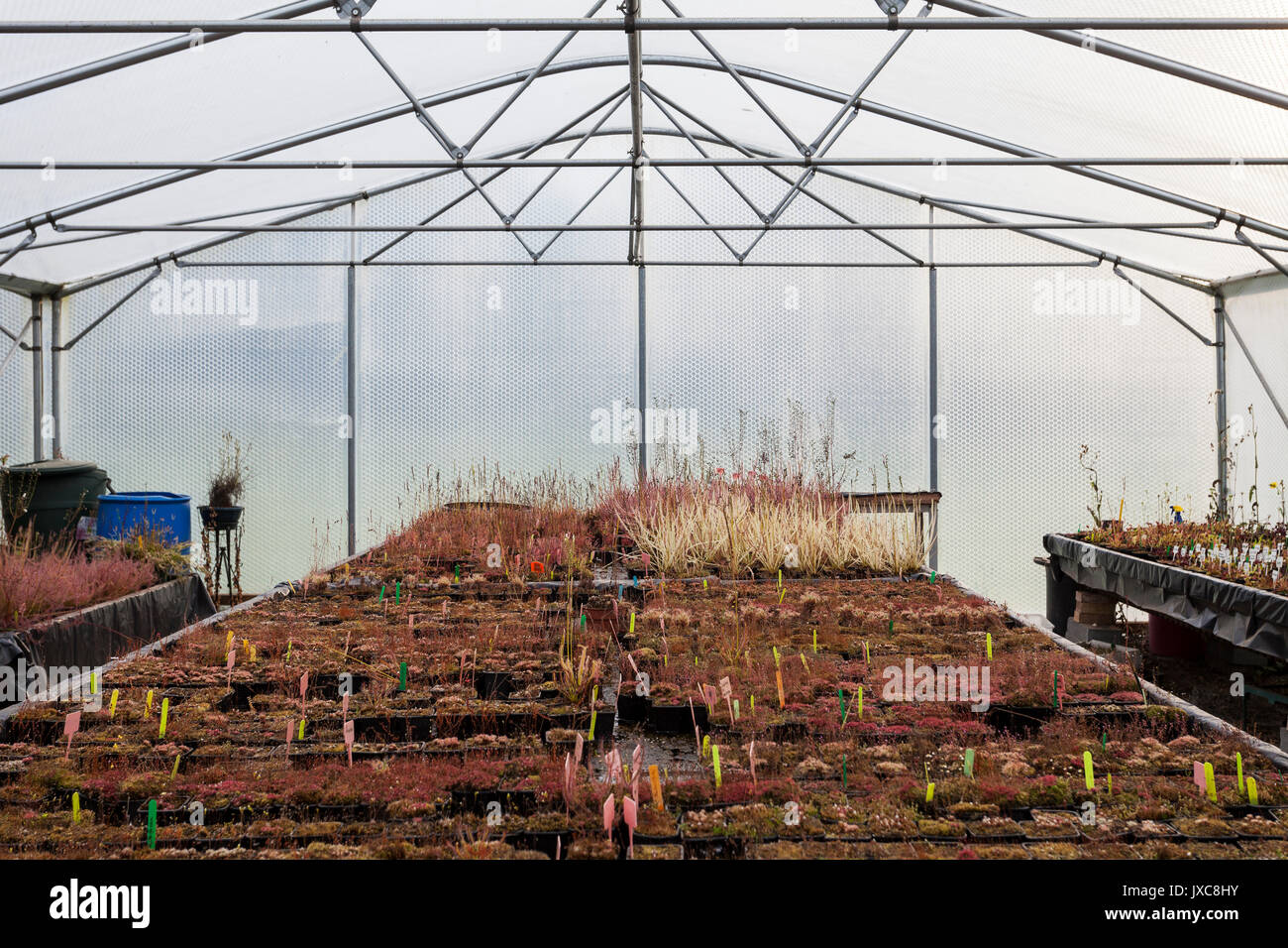 Picture of Carnivorous Plant Greenhouses Stock Photo - Alamy