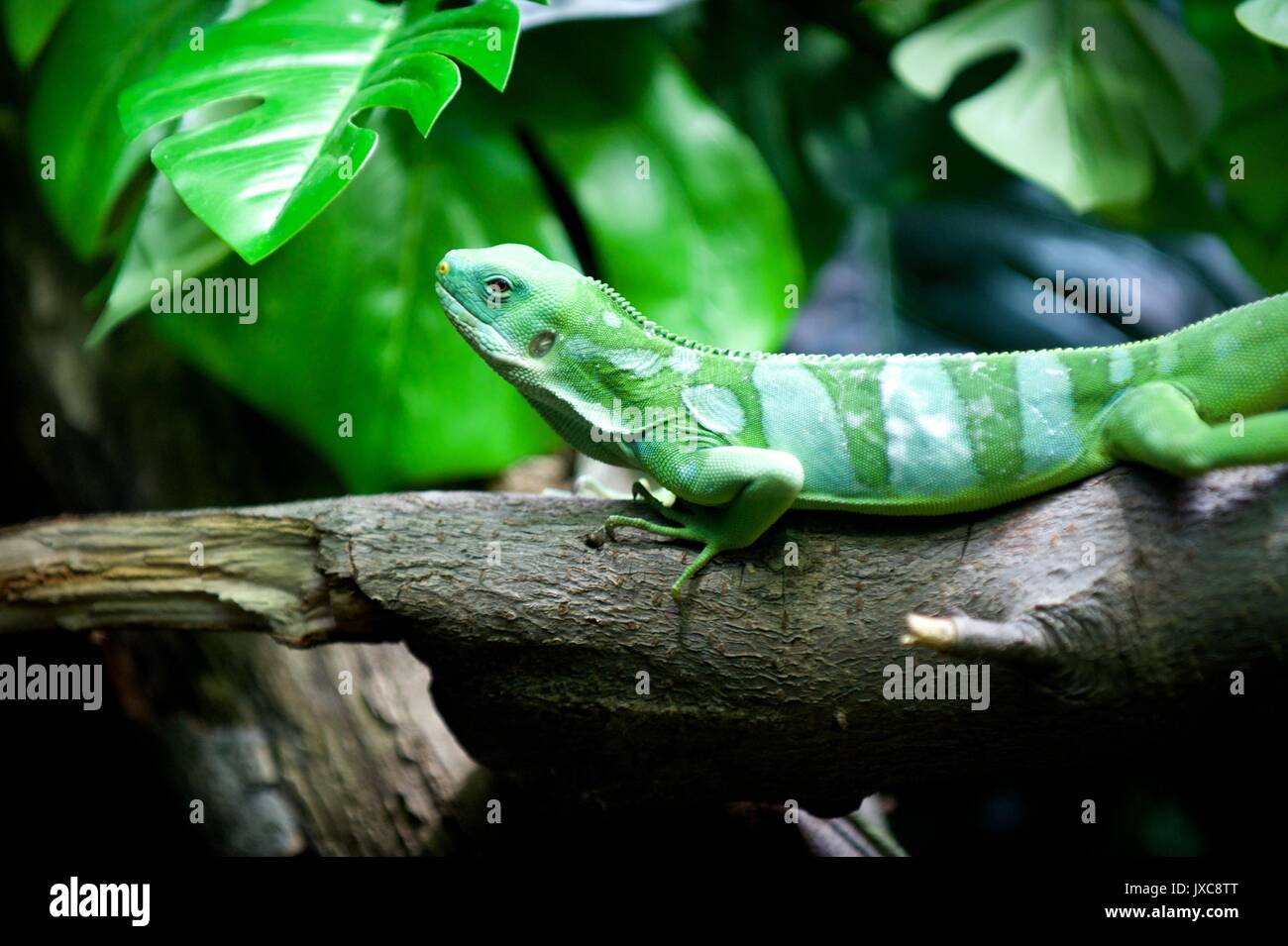 Reptiles in London Zoo Stock Photo Alamy