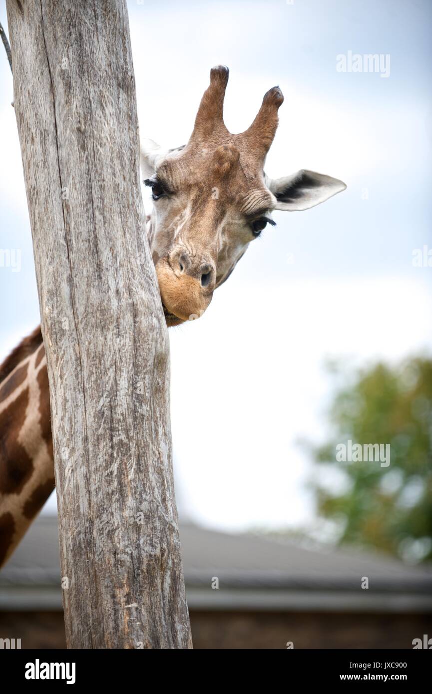 Curious Giraffe nibbling tree trunk at London Zoo Stock