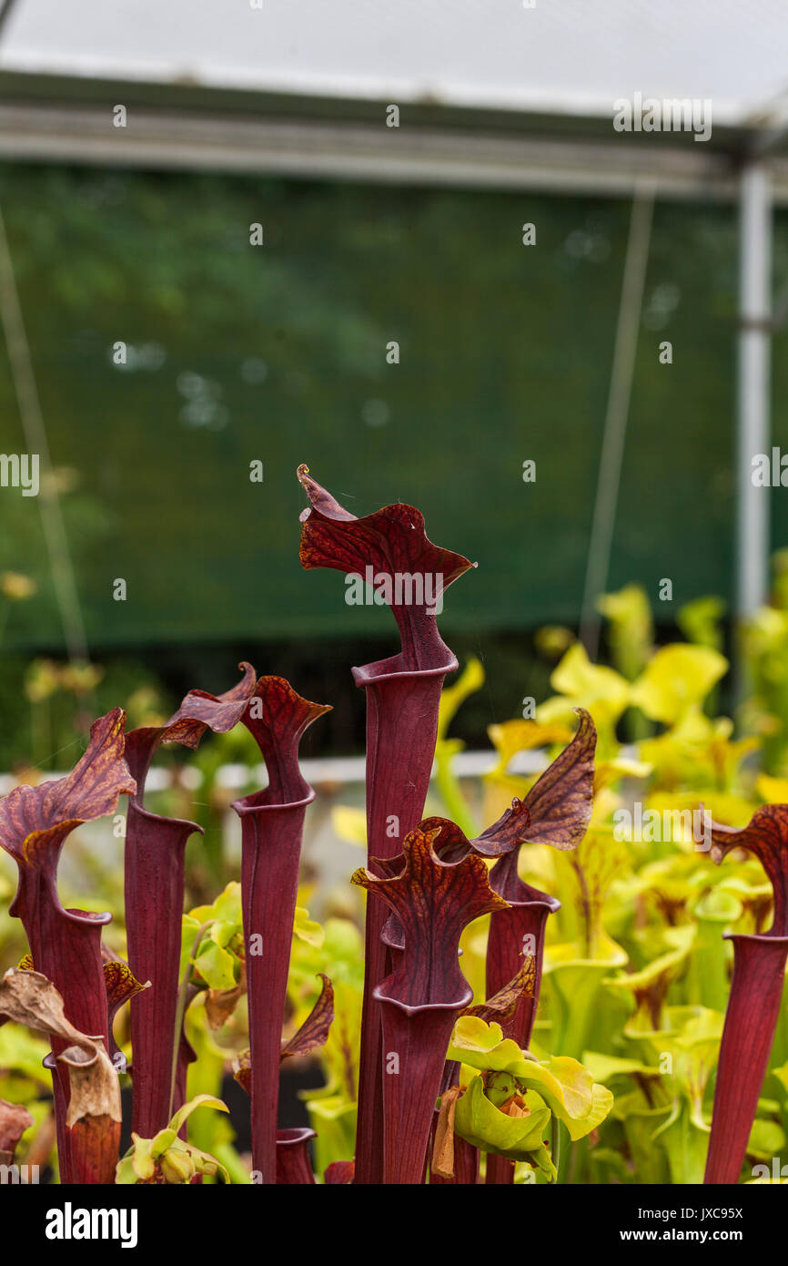 Picture of Carnivorous Plant Greenhouses Stock Photo - Alamy