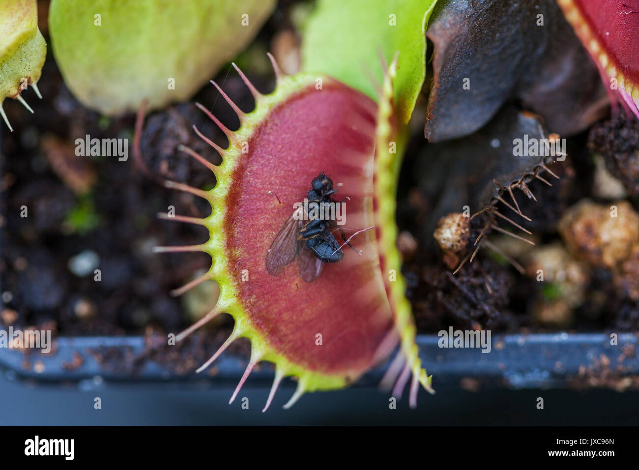 Best Fertilizer For Carnivorous Plants In Greenhouses preview