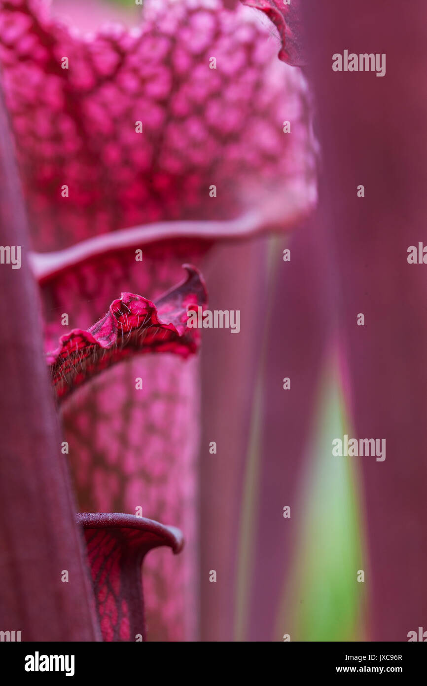 Picture of Carnivorous Plant Greenhouses Stock Photo - Alamy