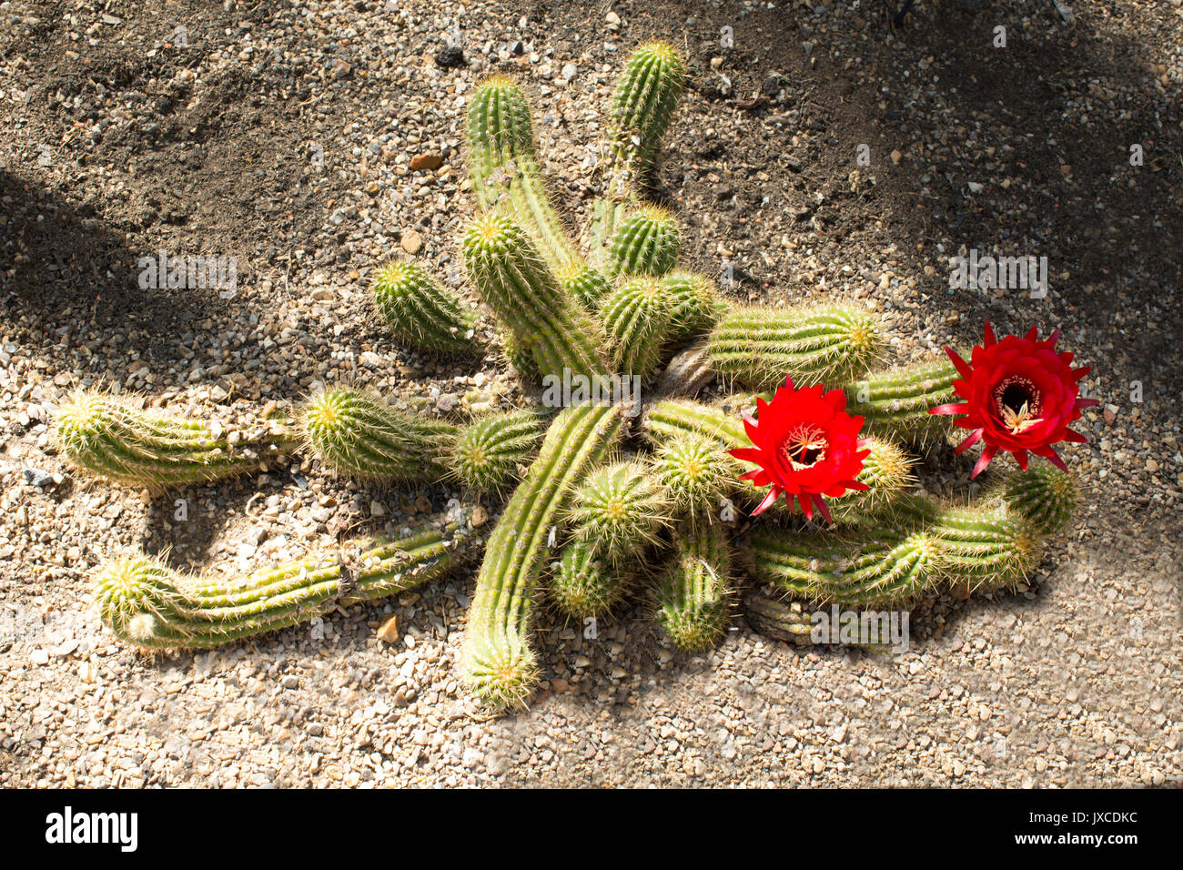Cactus Echinopsis Huascha from Argentina Stock Photo