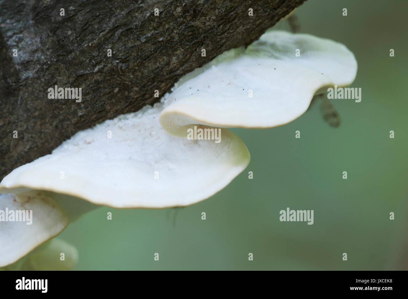 Postia stiptica parasite mushrooms, close up shot Stock Photo