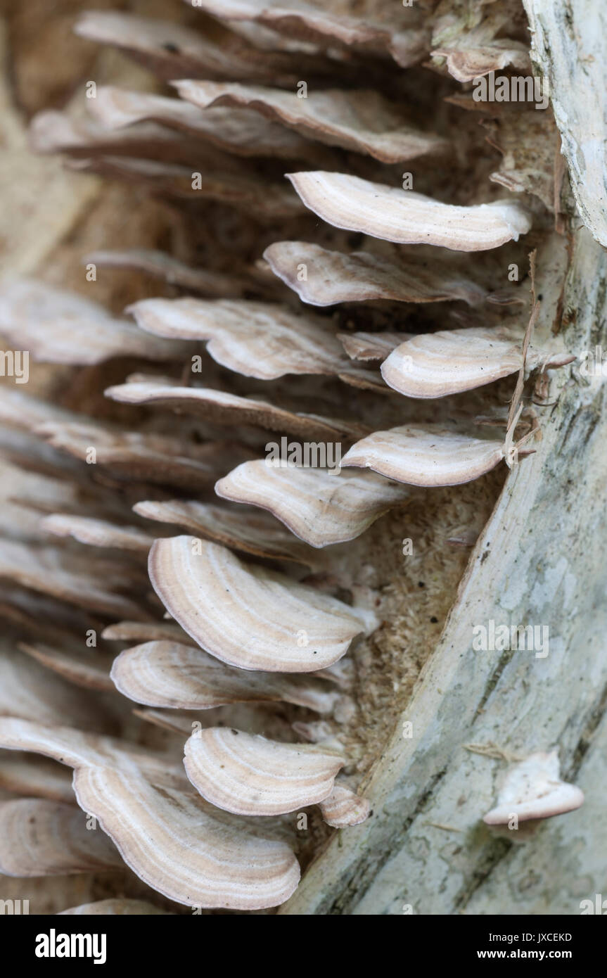 Trichaptum biforme parasite mushrooms, close up shot Stock Photo