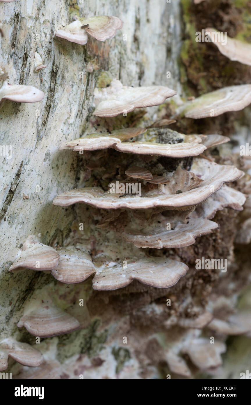 Trichaptum biforme parasite mushrooms, close up shot Stock Photo