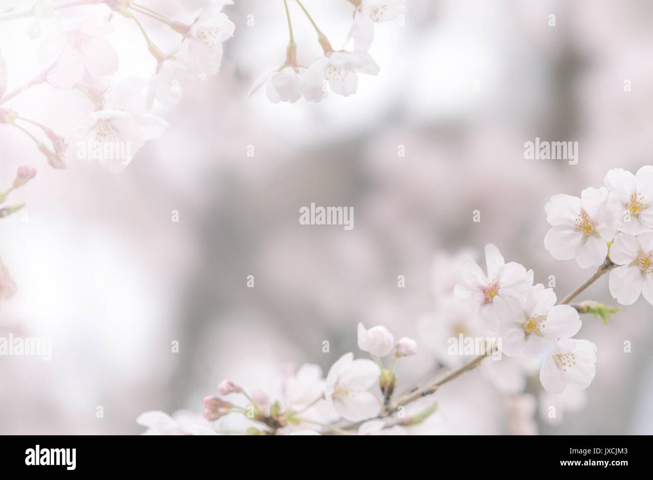 Soft focus on cherry blossom hi-res stock photography and images - Alamy