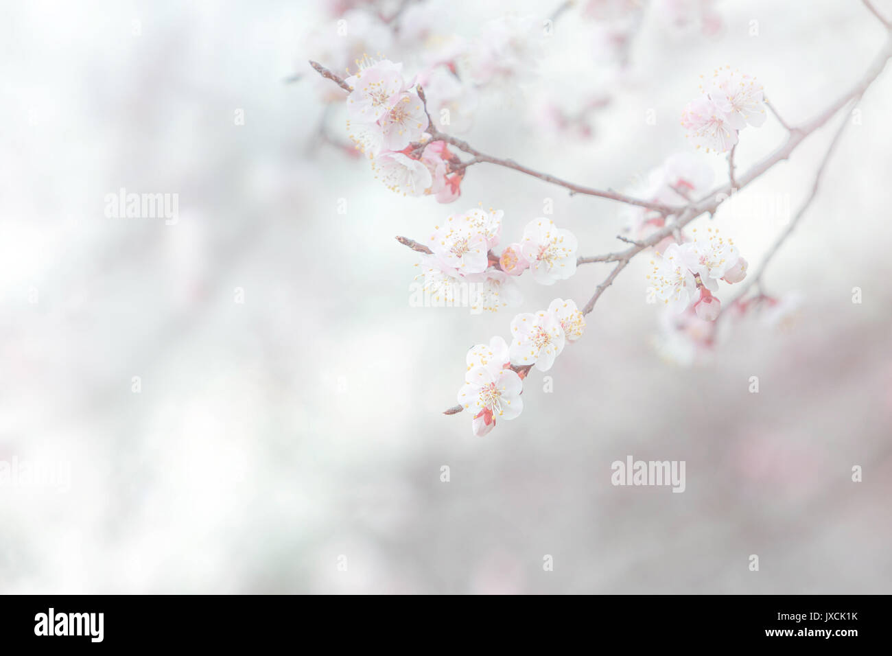 Soft focus background hi-res stock photography and images - Alamy