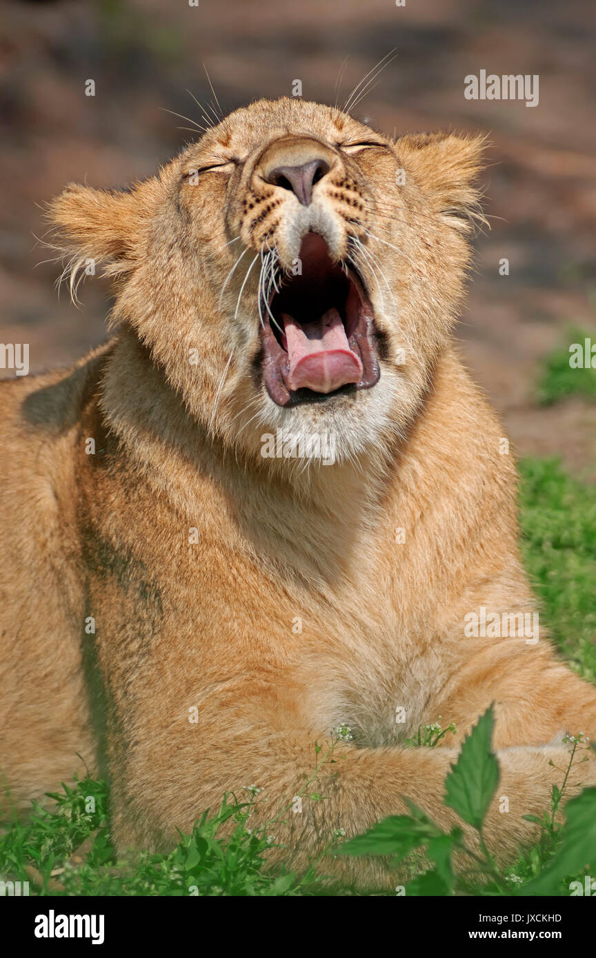 Young African Lion yawning / (Panthera leo) | Afrikanischer Loewe, Jungtier / (Panthera leo) Stock Photo