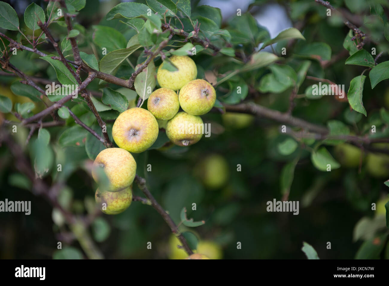 Wild apple tree hires stock photography and images Alamy