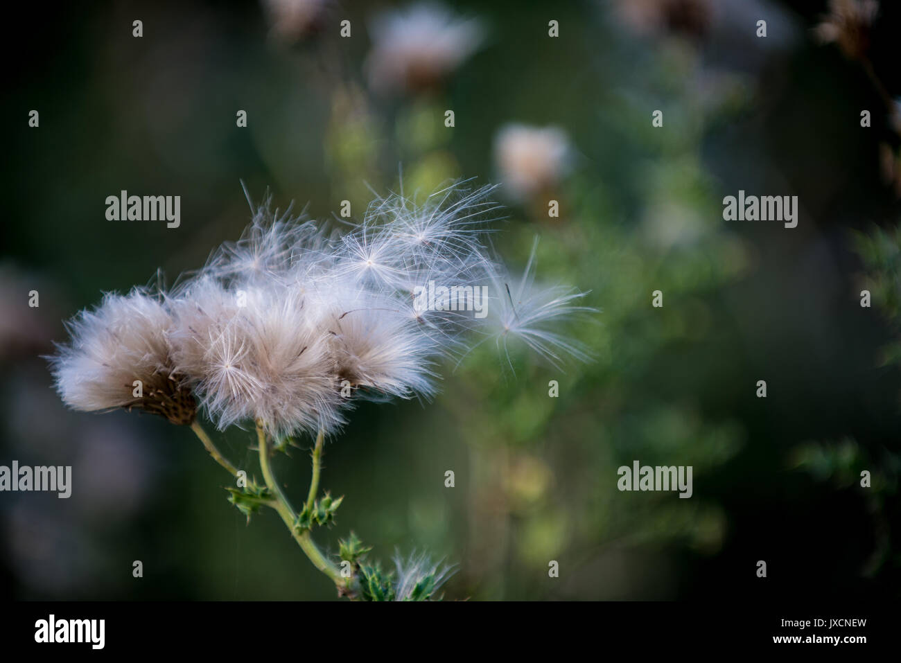 Seed heads of Prickly Sow-Thistle (Sonchus asper). Warwickshire, England, United Kingdom. Stock Photo