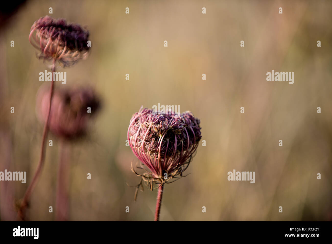 Wild Carrot (Daucus carota) seed heads, Warwickshire, England, United