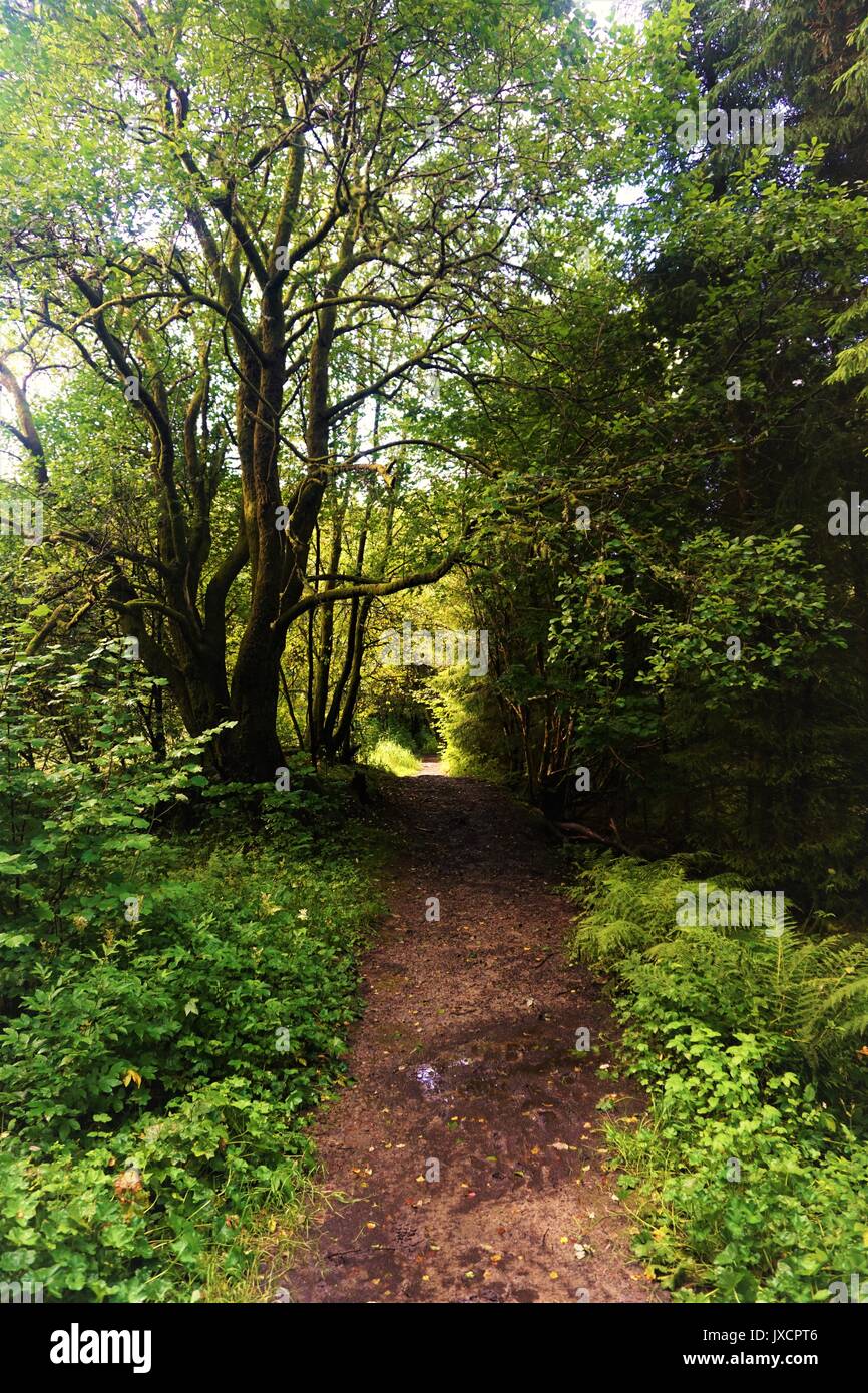 Summer forest landscape walk in hi-res stock photography and images - Alamy