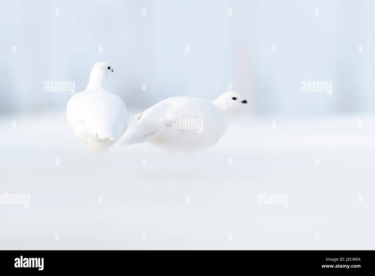 Willow Ptarmigan (Lagopus lagopus), foraging on tundra during blizzard, Churchill, Manitoba, Canada Stock Photo