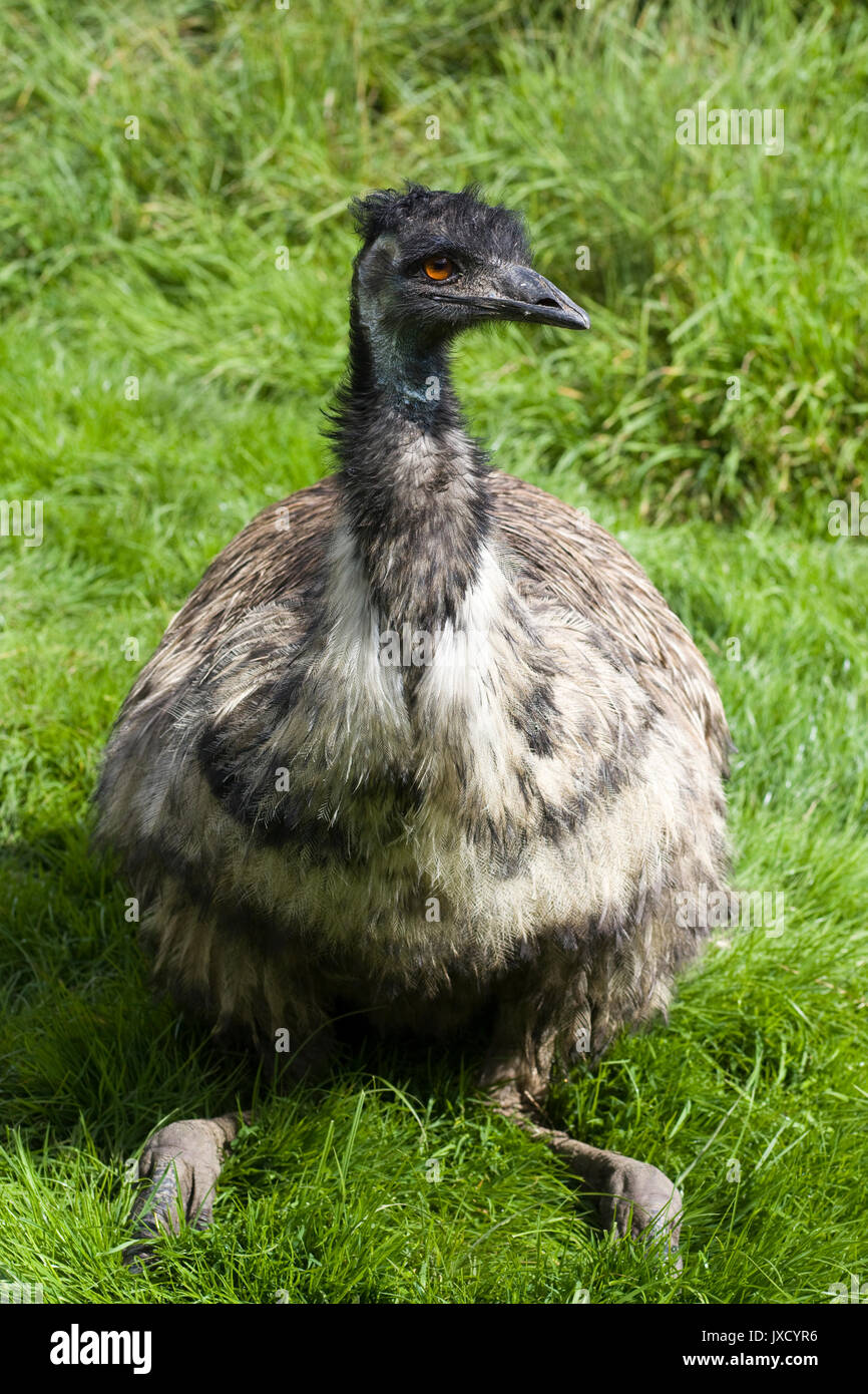 emu, in a meadow, Dromaius novaehollandiae Stock Photo