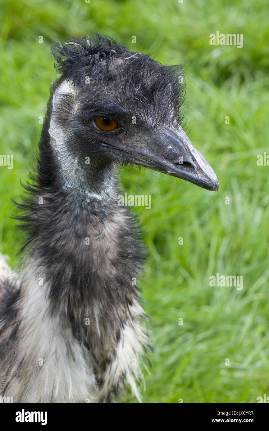emu, in a meadow, Dromaius novaehollandiae Stock Photo