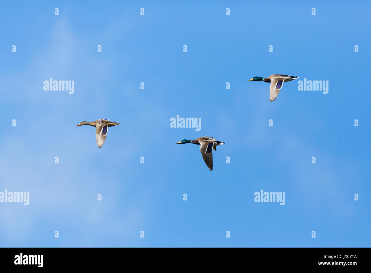 three natural mallard ducks (anas platyrhynchos) flying, clouds, blue sky Stock Photo