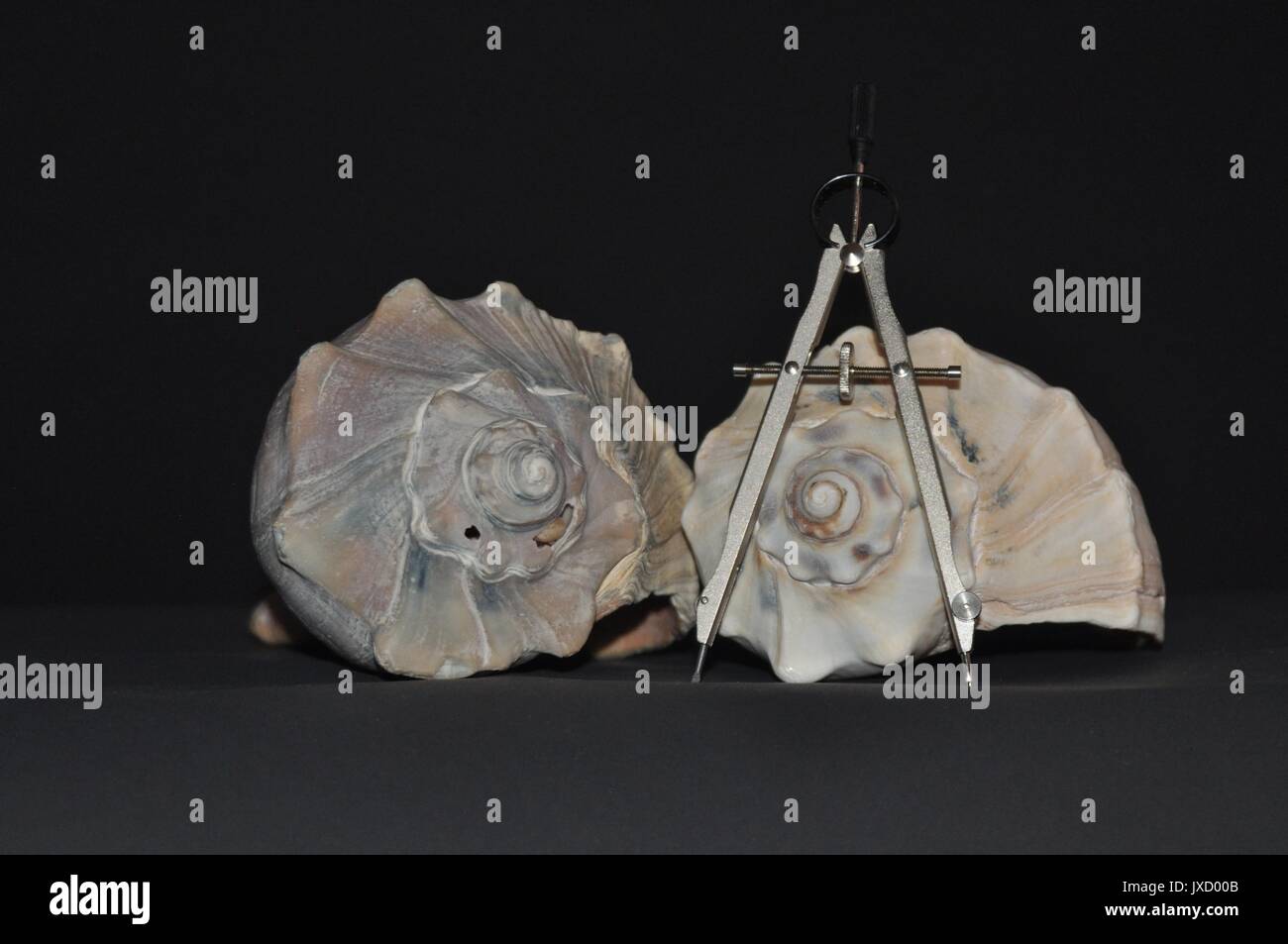 Two Conch shells with a Compass Stock Photo