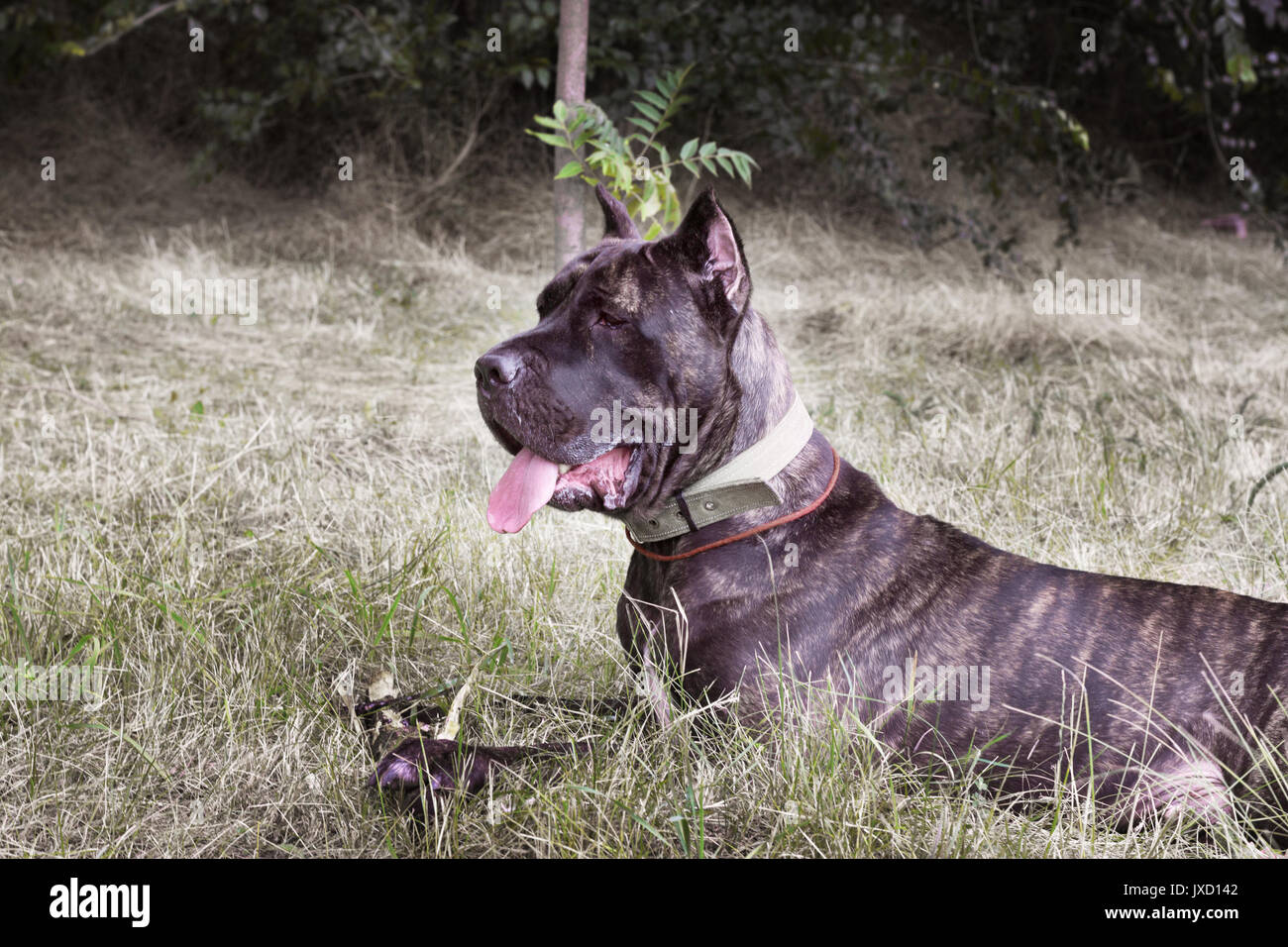 Italian Cane Corso lies on the lawn and looks into the distance Stock Photo
