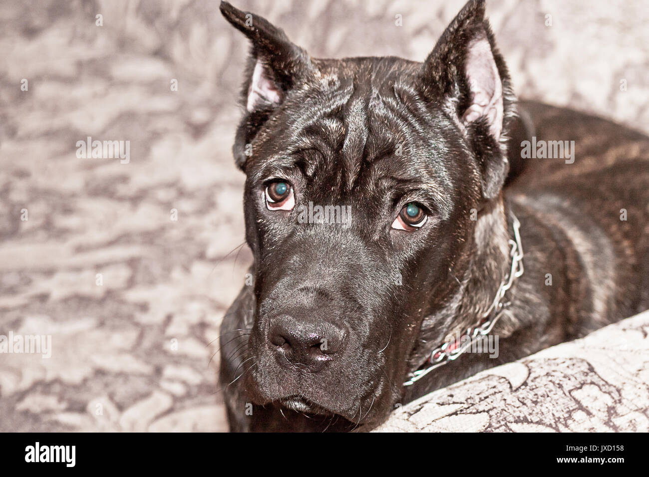 Cane Corso dog Stock Photo