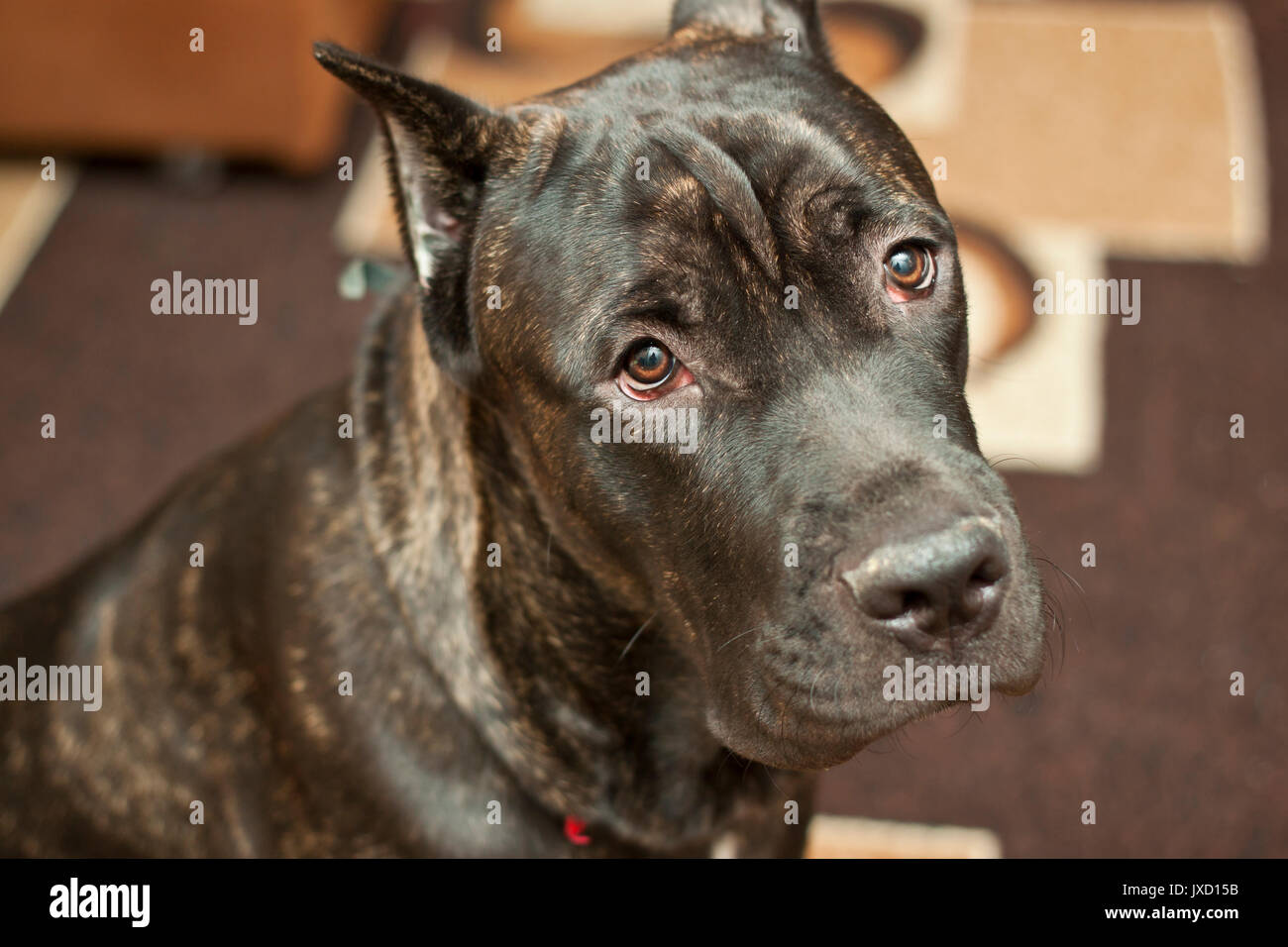 Cane Corso dog Stock Photo