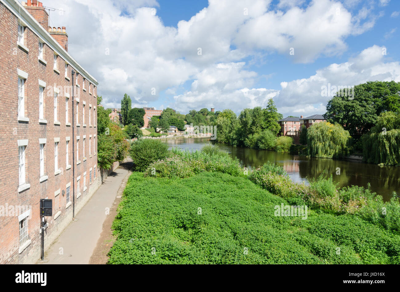Overgrown banks of the River Severn in Shrewsbury viewed from the English Bridge Stock Photo